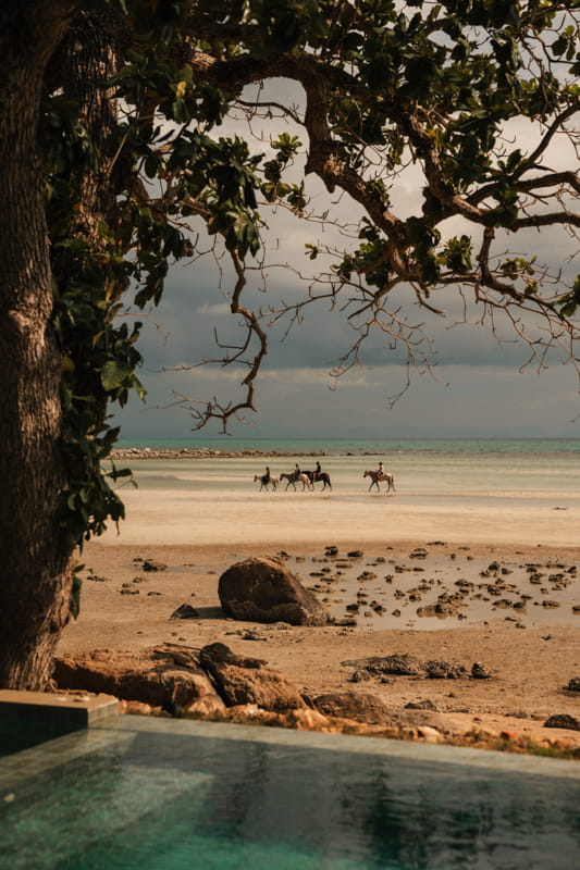 Horses on the beach